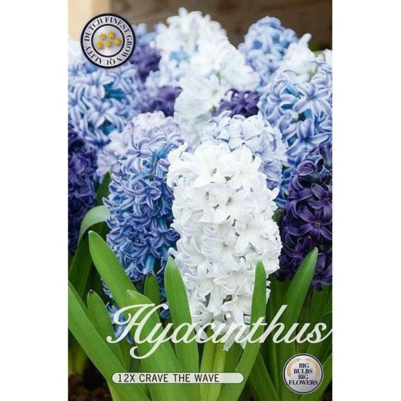 Hyacint Crave the Wave 12-pack